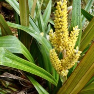 Astelia hemichrysa.ananas marron.asteliaceae.endémique Réunion Maurice.jpeg