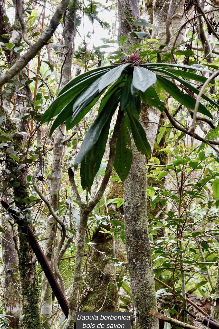 Badula borbonica.bois de savon.primulaceae.endémique Réunion. (1).jpeg