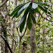 Badula borbonica.bois de savon.primulaceae.endémique Réunion. (1).jpeg