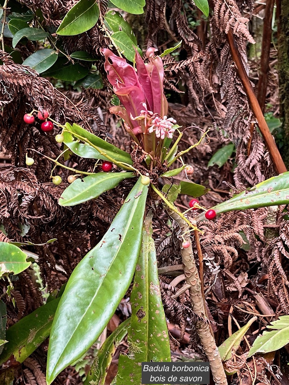 Badula borbonica.bois de savon.primulaceae.endémique Réunion..jpeg