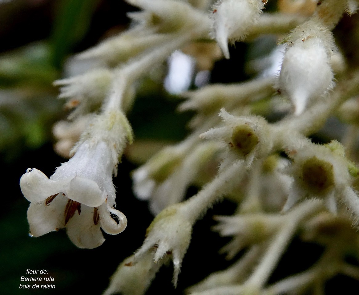 Bertiera rufa. bois de raisin. ( fleur ) rubiaceae. endémique Réunion. Bidens.jpeg