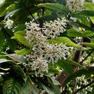 Bertiera rufa. bois de raisin. rubiaceae. endémique Réunion. Bidens (1).jpeg