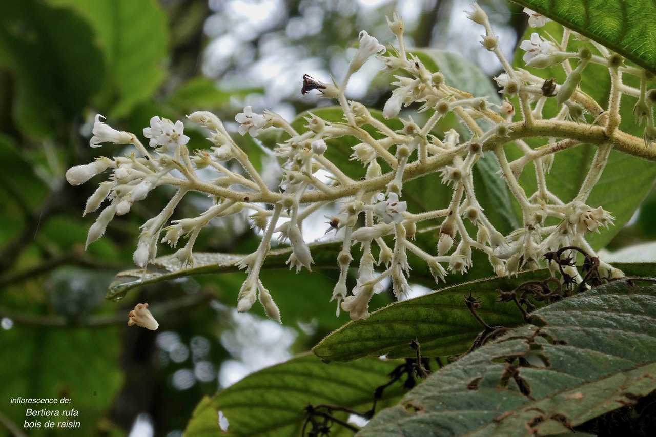Bertiera rufa. bois de raisin. rubiaceae. endémique Réunion. Bidens (2).jpeg