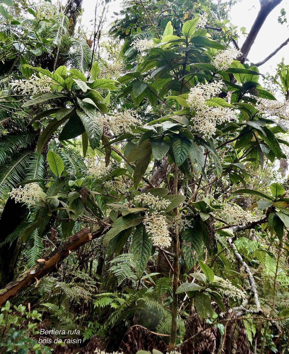 Bertiera rufa. bois de raisin. rubiaceae. endémique Réunion. Bidens.jpeg