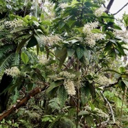 Bertiera rufa. bois de raisin. rubiaceae. endémique Réunion. Bidens.jpeg