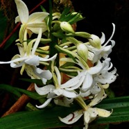Calanthe sylvatica orchidaceae.Indigène Réunion (1).jpeg