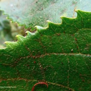 Claoxylon dolichostachyum Cordem.. euphorbiaceae - endémique de La Réunion (1).jpeg