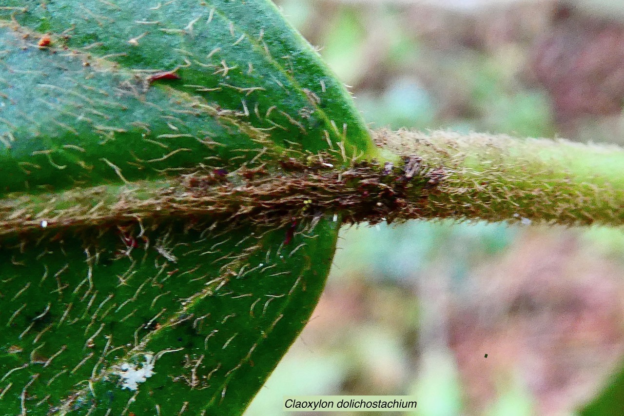 Claoxylon dolichostachyum Cordem.. euphorbiaceae - endémique de La Réunion (3).jpeg