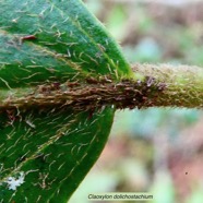 Claoxylon dolichostachyum Cordem.. euphorbiaceae - endémique de La Réunion (3).jpeg