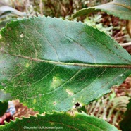 Claoxylon dolichostachyum Cordem.. euphorbiaceae - endémique de La Réunion.jpeg