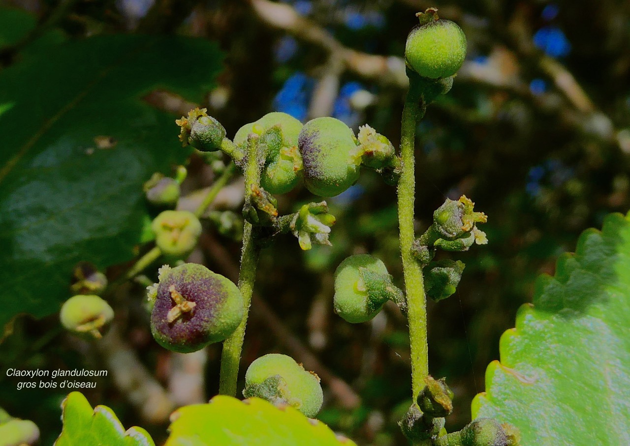 Claoxylon glandulosum.gros bois d&rsquo;oiseaux.euphorbiaceae.endémique Réunion. (1).jpeg