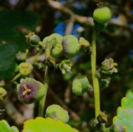 Claoxylon glandulosum.gros bois d&rsquo;oiseaux.euphorbiaceae.endémique Réunion. (1).jpeg