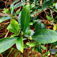 Claoxylon parviflorum -bois d&rsquo;&rsquo;oiseaux.euphorbiaceae.endémique Réunion Maurice Rodrigues. (1).jpeg