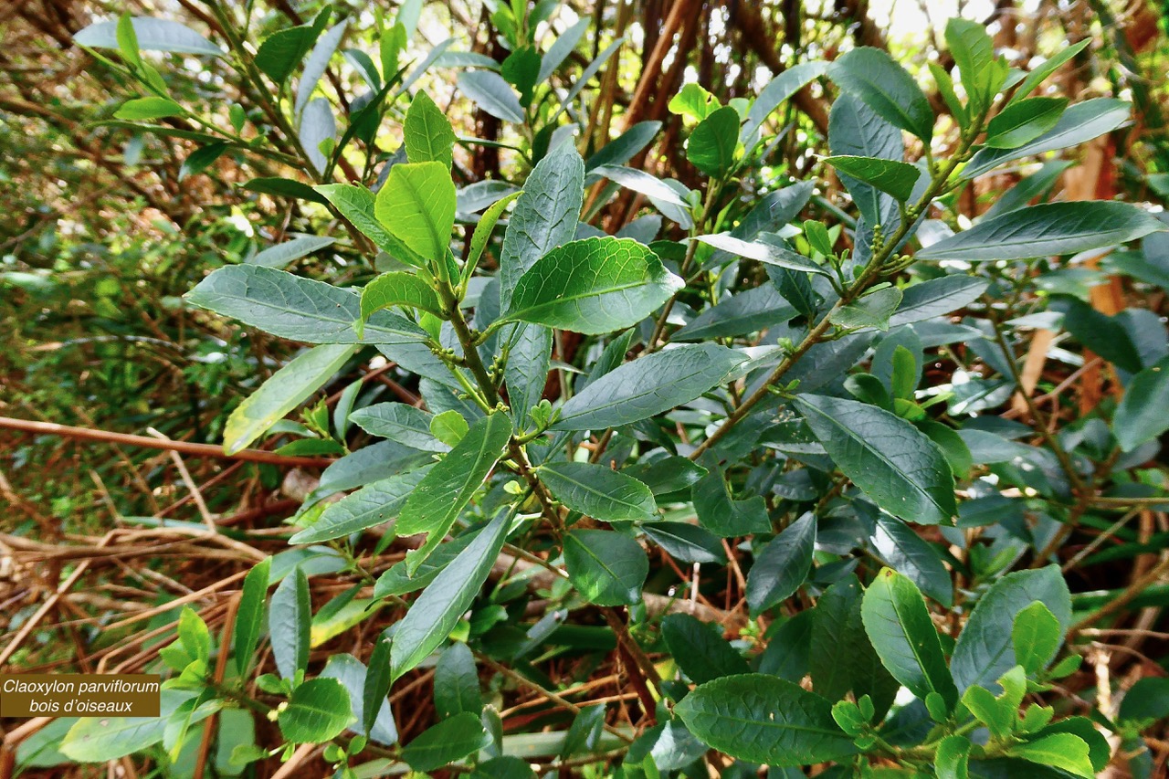 Claoxylon parviflorum -bois d&rsquo;&rsquo;oiseaux.euphorbiaceae.endémique Réunion Maurice Rodrigues..jpeg
