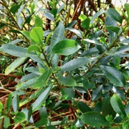 Claoxylon parviflorum -bois d&rsquo;&rsquo;oiseaux.euphorbiaceae.endémique Réunion Maurice Rodrigues..jpeg