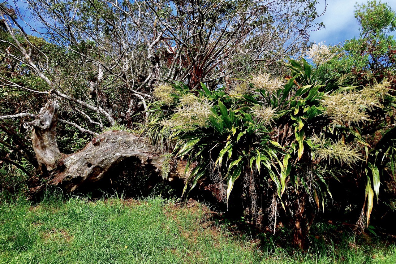 Cordyline mauritiana.canne marronne.( en fleurs ) asparagaceae.endémique Réunion Maurice..jpeg