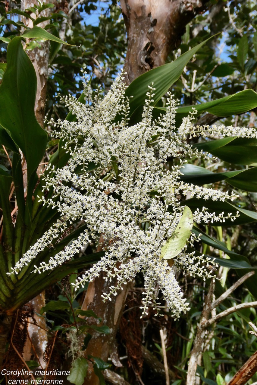 Cordyline mauritiana.canne marronne.asparagaceae.endémique Réunion Maurice..jpeg