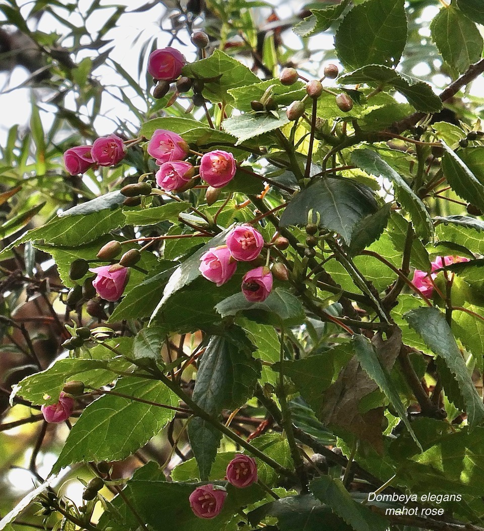 Dombeya elegans cordem.mahot rose.malvaceae.endémique Réunion..jpeg