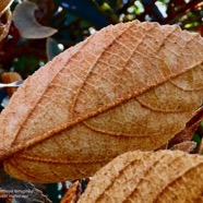 Dombeya ferruginea. petit mahot noir. ( feuille face inférieure ) malvaceae.endémique Réunion Maurice..jpeg