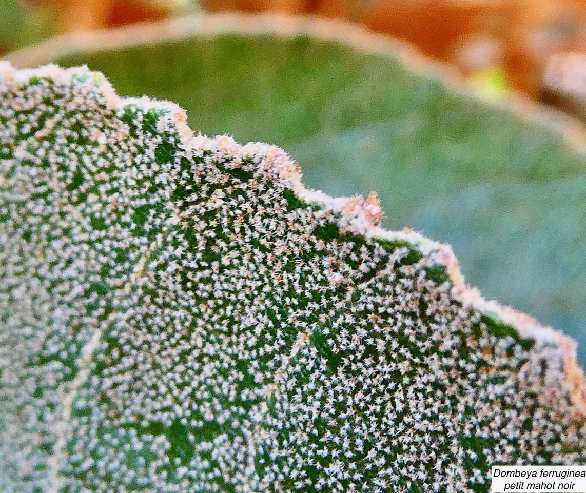 Dombeya ferruginea. petit mahot noir.( poils stellés sur la face supérieure de la feuille ) malvaceae.endémique Réunion Maurice..jpeg