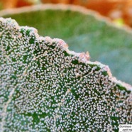 Dombeya ferruginea. petit mahot noir.( poils stellés sur la face supérieure de la feuille ) malvaceae.endémique Réunion Maurice..jpeg