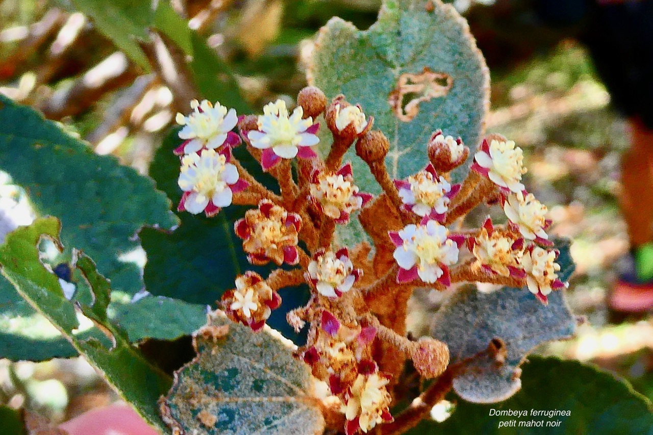 Dombeya ferruginea. petit mahot noir.malvaceae.endémique Réunion Maurice..jpeg