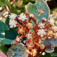 Dombeya ferruginea. petit mahot noir.malvaceae.endémique Réunion Maurice..jpeg