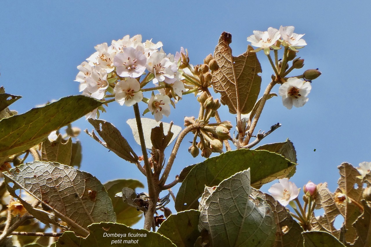 Dombeya ficulnea.petit mahot.( inflorescence avec fleurs mâles ) malvaceae.endémique Réunion..jpeg