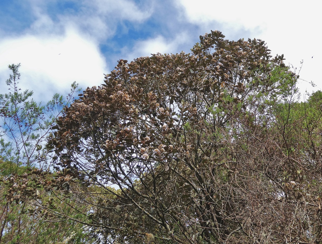 Dombeya ficulnea.petit mahot.malvaceae.endémique Réunion. (1).jpeg