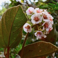 Dombeya ficulnea.petit mahot.malvaceae.endémique Réunion..jpeg