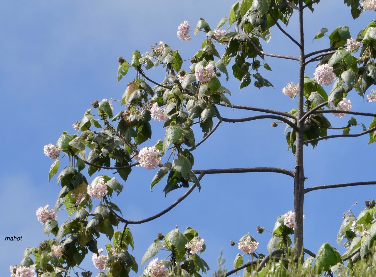 Dombeya pilosa . mahot.malvaceae.endémique Réunion..jpeg