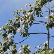 Dombeya pilosa . mahot.malvaceae.endémique Réunion..jpeg