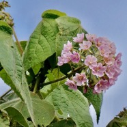 Dombeya pilosa .mahot.malvaceae.endémique Réunion. (1).jpeg
