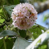 Dombeya pilosa .mahot.malvaceae.endémique Réunion..jpeg