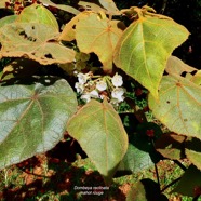 Dombeya reclinata.mahot rouge.e( feuillage roux ) ndémique Réunion..jpeg