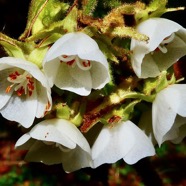 Dombeya reclinata.mahot rouge.endémique Réunion. (1).jpeg