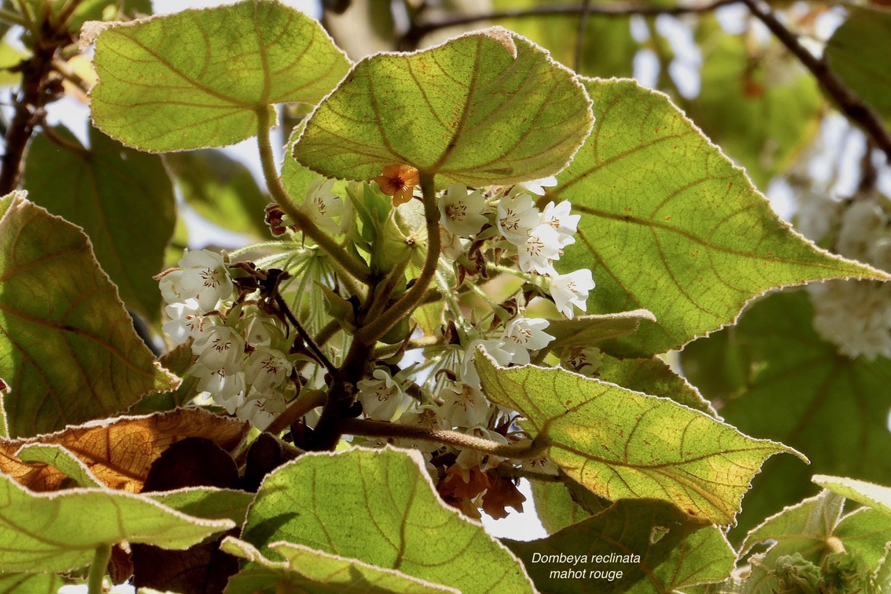 Dombeya reclinata.mahot rouge.endémique Réunion. (2).jpeg