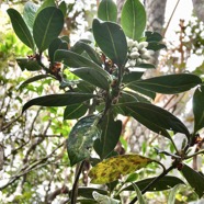Gaertnera vaginata. losto café  rubiaceae.endémique  Réunion.jpeg