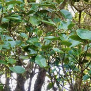 Geniostoma borbonicum  Bois de piment  bois de rat. loganiaceae endémique Réunion Maurice..jpeg