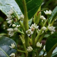 Melicope borbonica .catafaye .petit bois de catafaye .rutaceae.endémique Réunion..jpeg