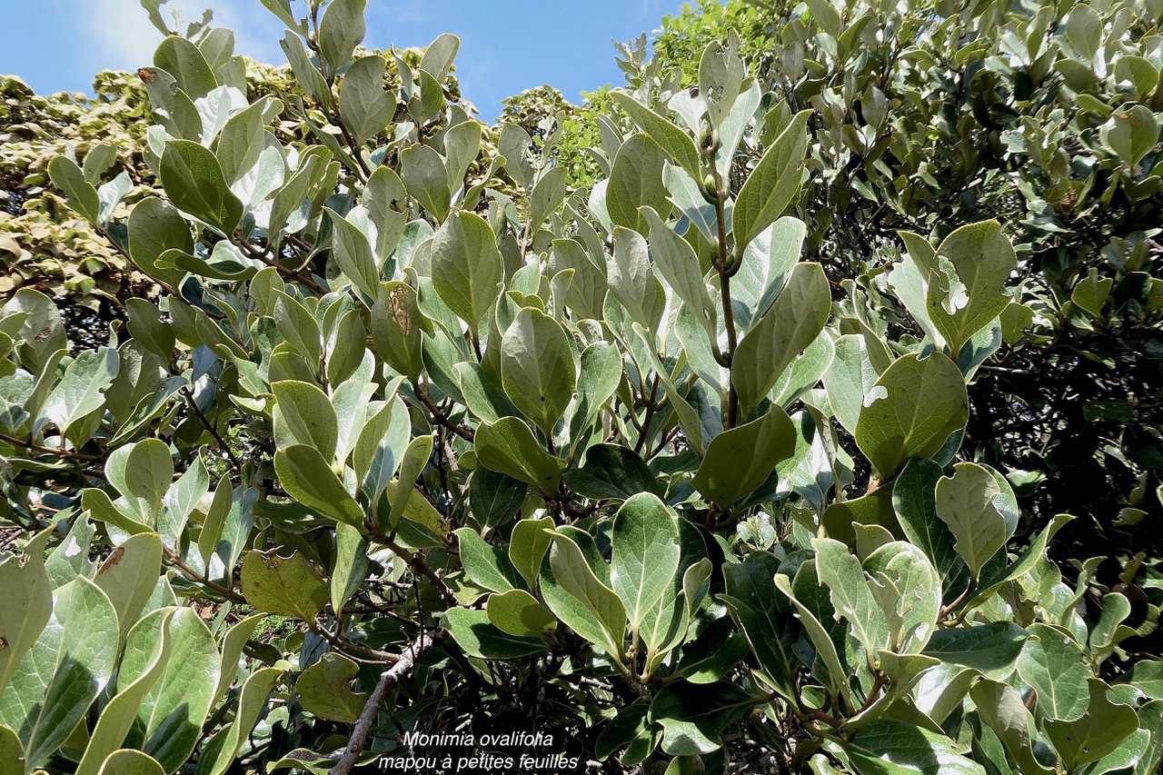 Monimia ovalifolia  Mapou à petites feuilles monimiaceae endémique Réunion.jpeg