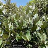 Monimia ovalifolia  Mapou à petites feuilles monimiaceae endémique Réunion.jpeg