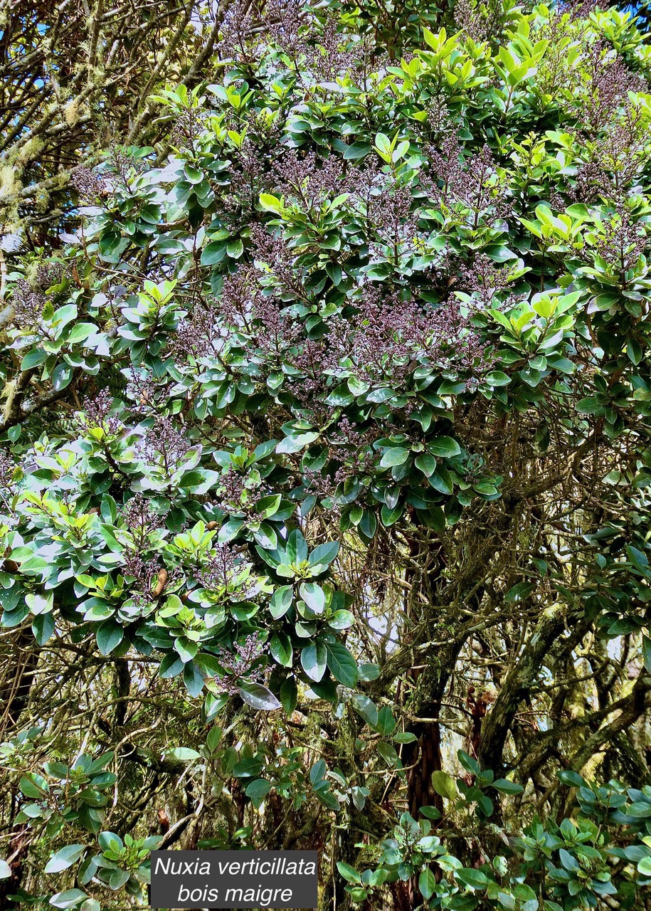 Nuxia verticillata.bois maigre.stilbaceae.endémique Réunion Maurice..jpeg