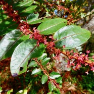 Phyllanthus phillyreifolius ? ? .faux bois de demoiselle.bois de cafrine .phyllanthaceae.endémique Réunion Maurice..jpeg