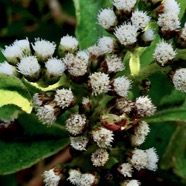 Psiadia amygdalina.? ? asteraceae.endémique Réunion. (1).jpeg