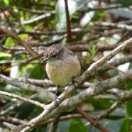 Saxicola tectes.tec-tec.tarier de la Réunion.Muscicapidae.endémique Réunion..jpeg