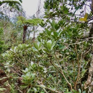 Sideroxylon borbonicum  Bois de fer bâtard .natte coudine .sapotaceae.endémique Réunion (1).jpeg