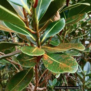 Sideroxylon borbonicum  Bois de fer bâtard .natte coudine .sapotaceae.endémique Réunion.jpeg