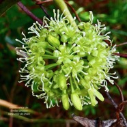 Smilax anceps.croc de chien.smilacaceae.indigène Réunion. (1).jpeg