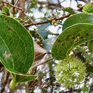Smilax anceps.croc de chien.smilacaceae.indigène Réunion..jpeg